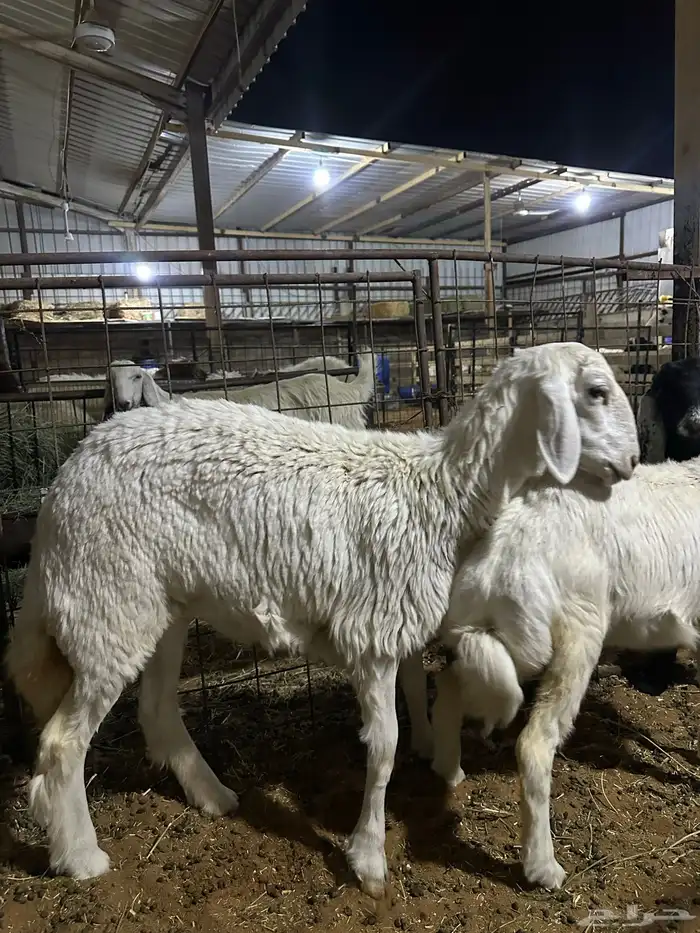 رخال وطليان وتويس وجفار ذبايح للثلاجه صلخ وتوصيل 1350 1250 4