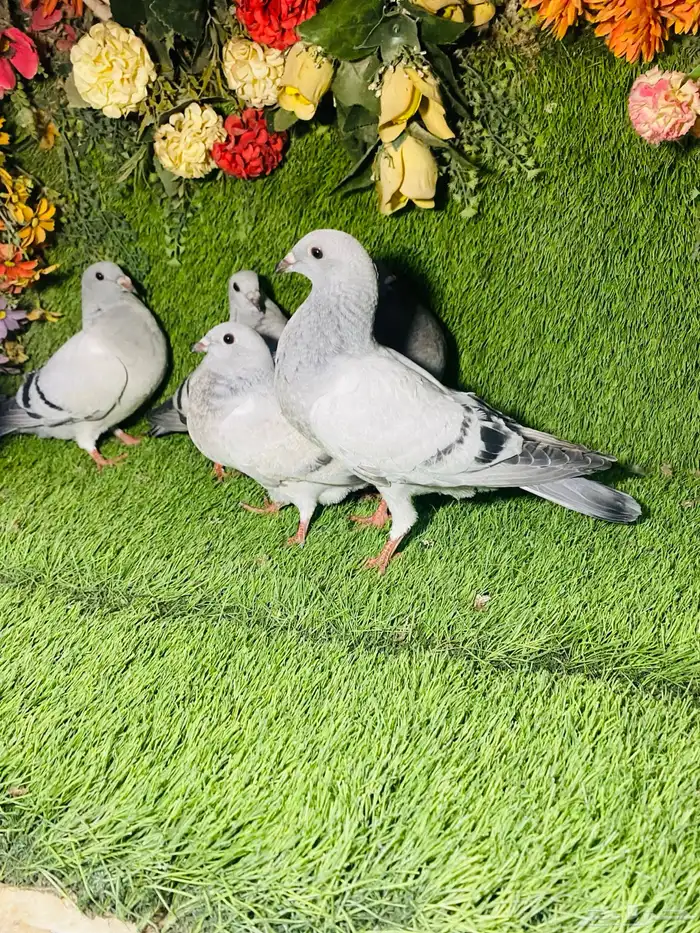 للبيع مجموعة طبات زواجل 6