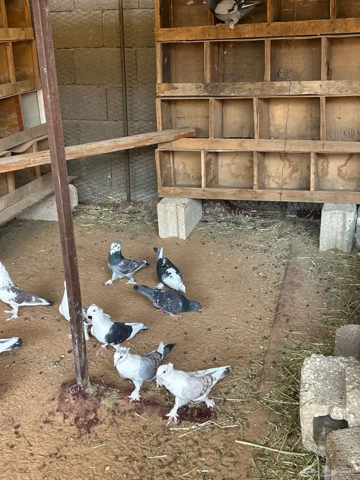 حمام و ارانب 6