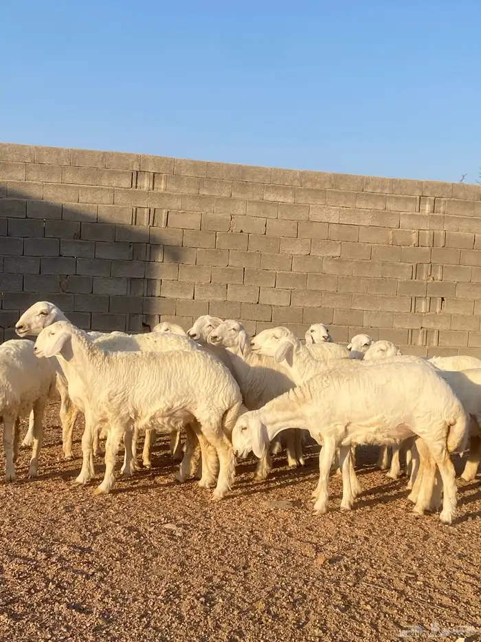 رخال تاسيس صنف جروم وروس ورقاب نوع فاخر 2