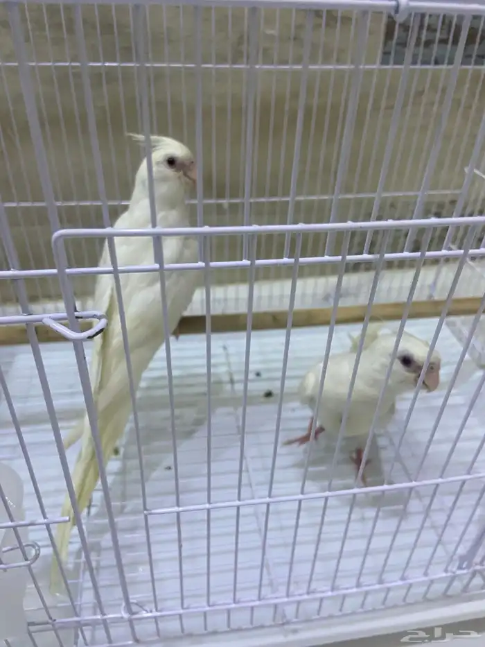 لي البيع طيور كروان بيانو عيون حمر أليفه 1