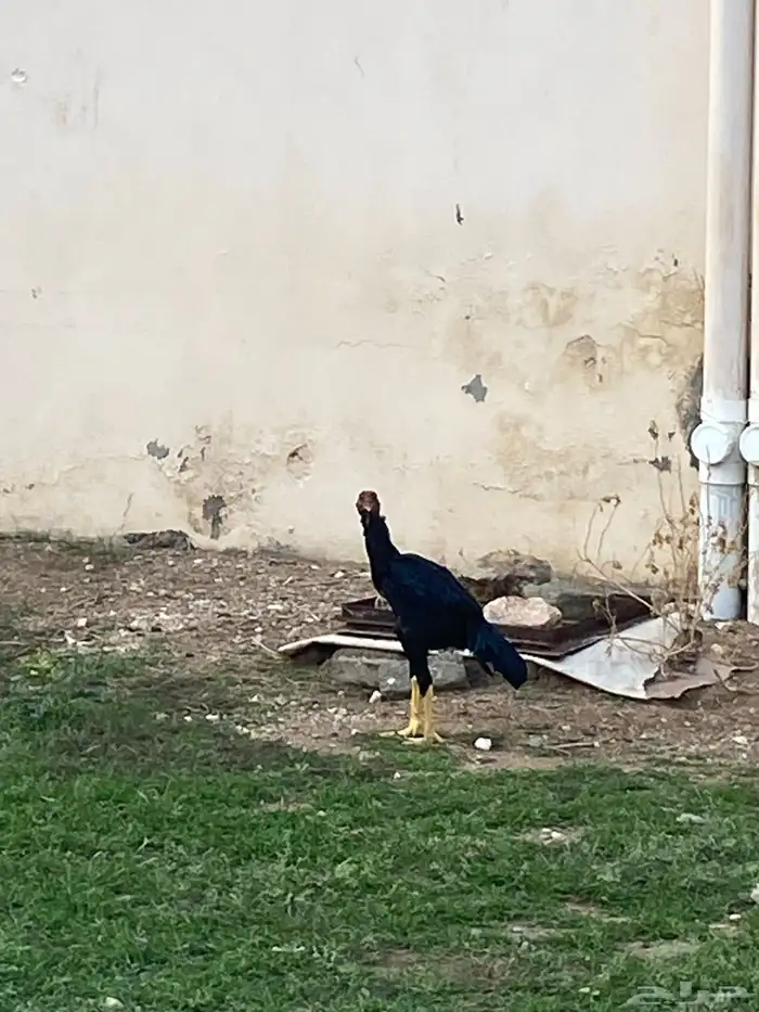 ديك بكستانية سندي العمر 7 شهور 0