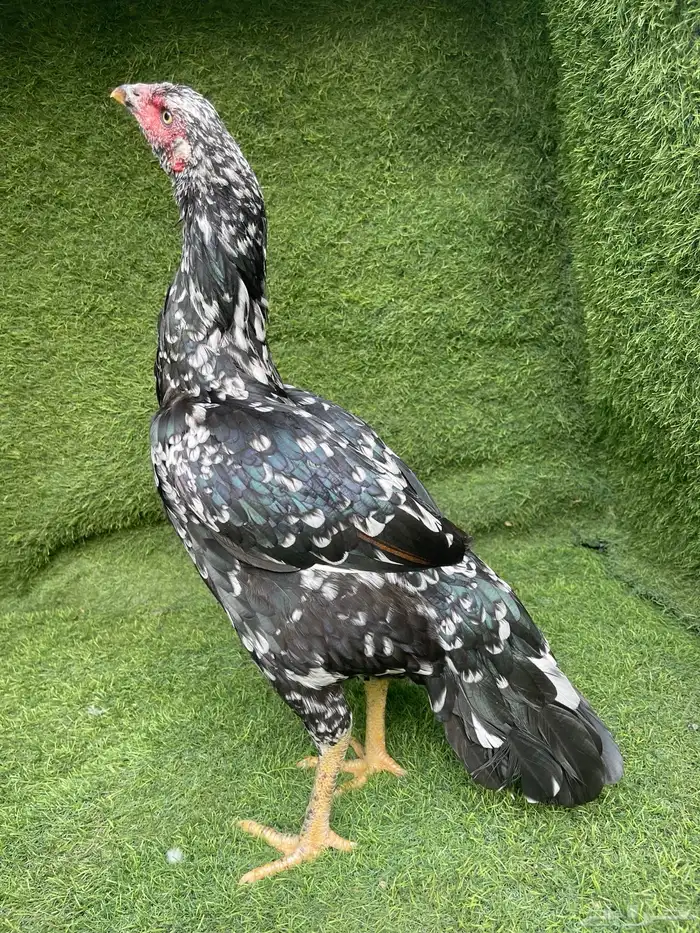 دجاجه سندي 2