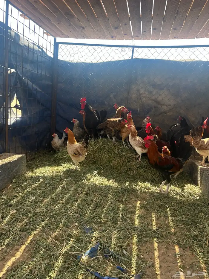 دجاج بلدي العدد حول 30 0