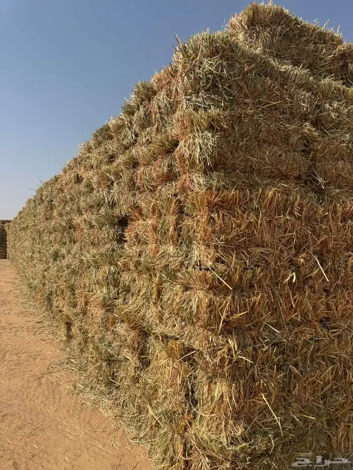 للبيع ذرة جيزانيه حمراء 0