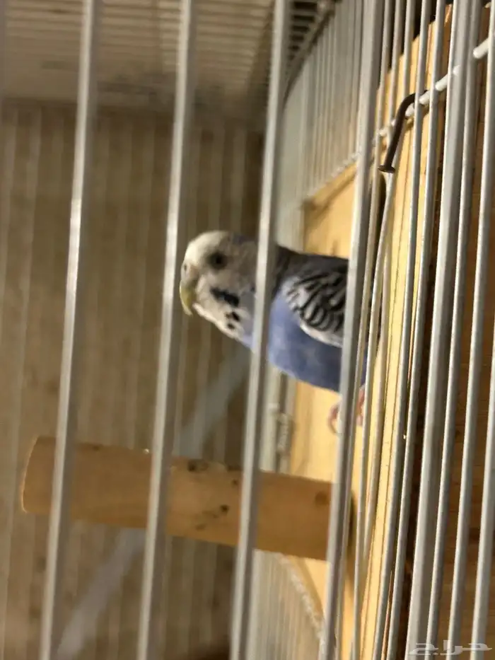 للبيع جوز بادجي 1