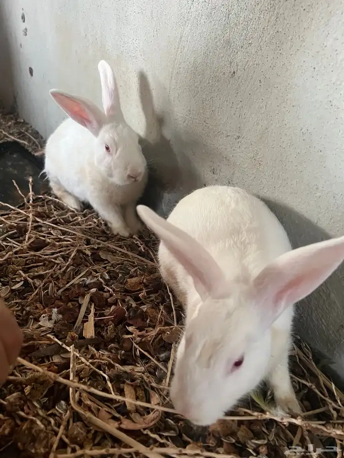 للبيع ارانب فرنسيه 0