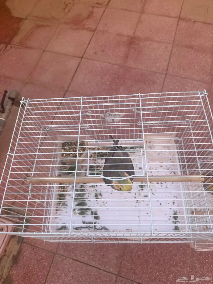 طيور الكوكتيل 1
