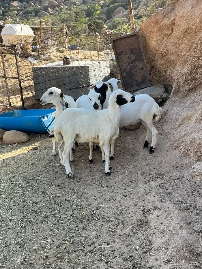 رخال رفيديات للبيع 2