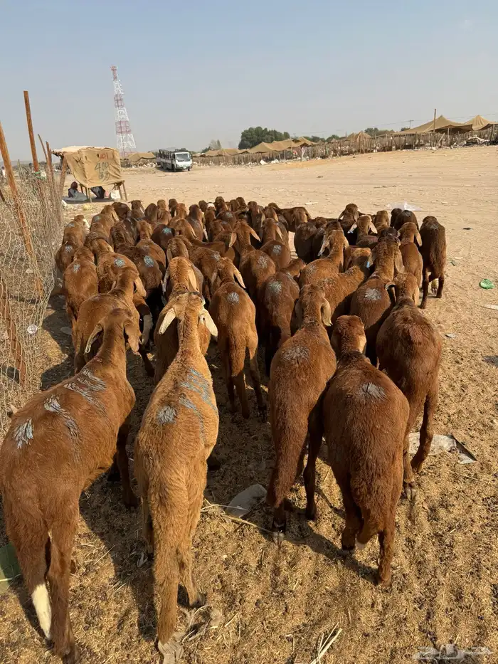 سواكن 4