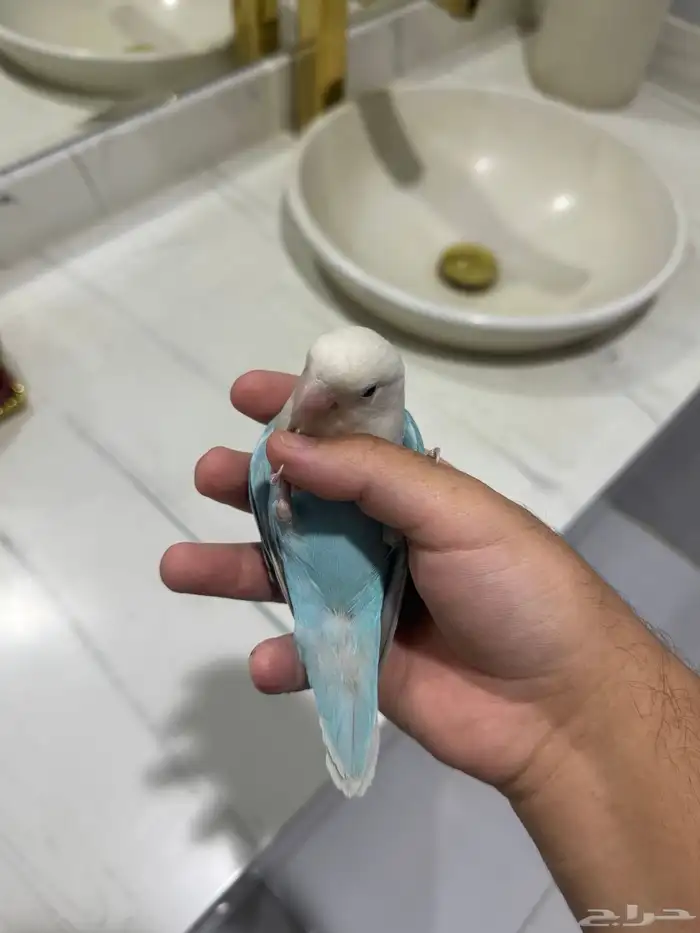 روز اليف حمامه للبيع 0