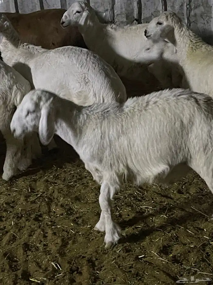 هرافا لباني حري هرفي حري لباني بري 9