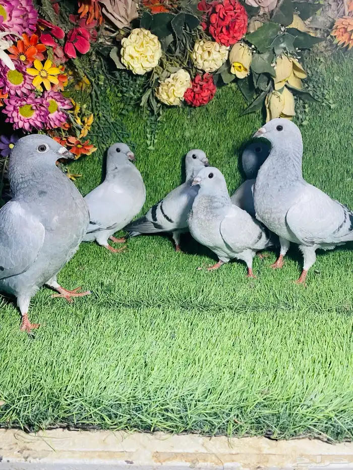 للبيع مجموعة طبات زواجل 7