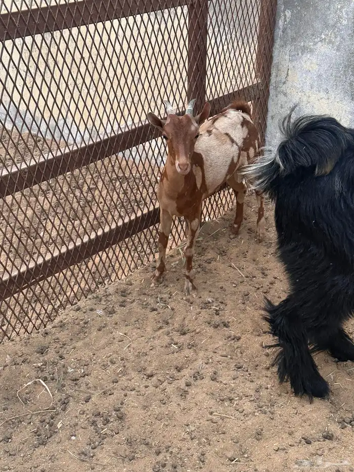 تيسين عماني أبيض وجيشي بعمر 6 شهور للبيع 3