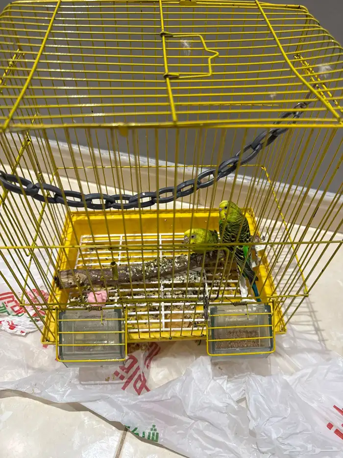 طيور بداجي بصحه جيده 1