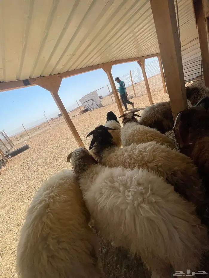 بهم خرفان نعيم عدد 10 2