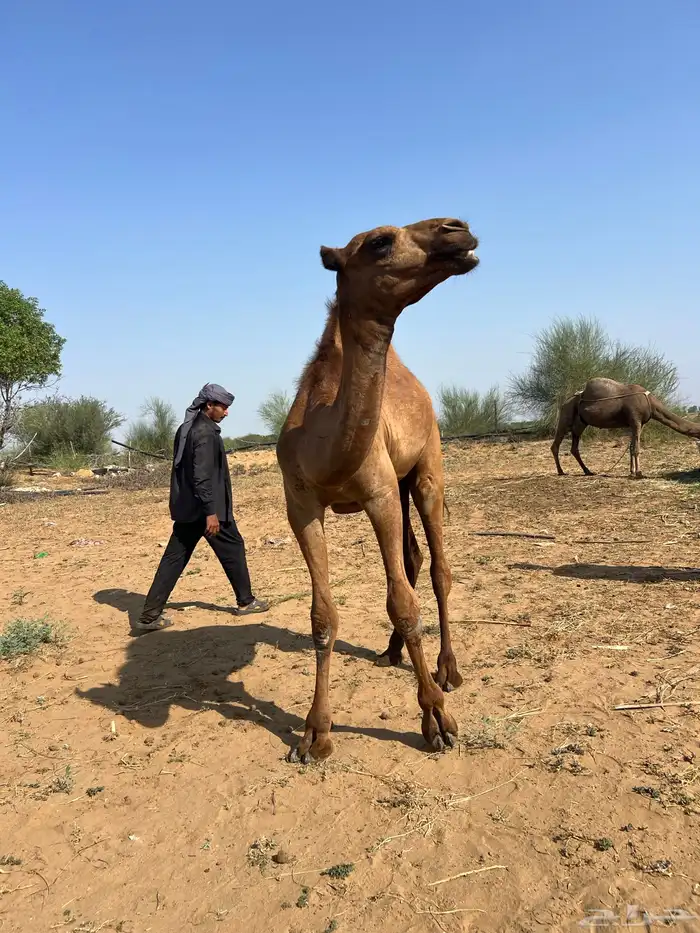 قعود ساحلي 2
