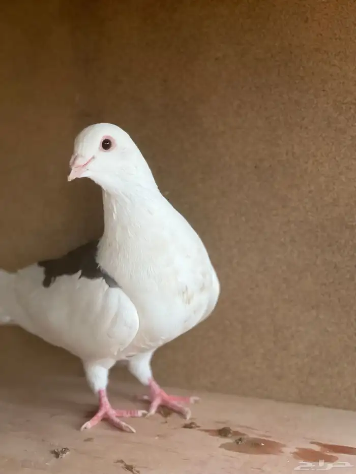 حمام البيع 8