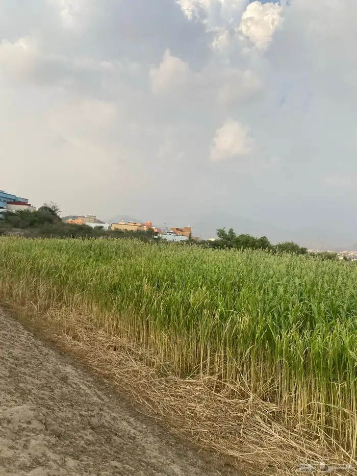 قصب بيضا بلدي للبيع قصب القطعه كامله 0