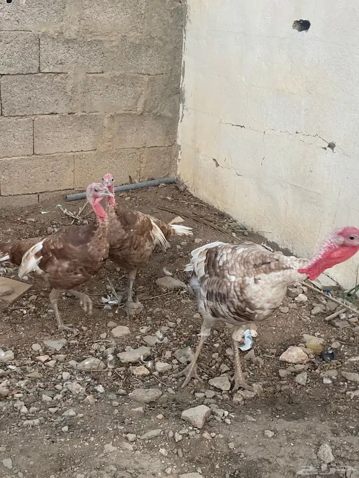 دجاج رومي   طقم كريمي 8
