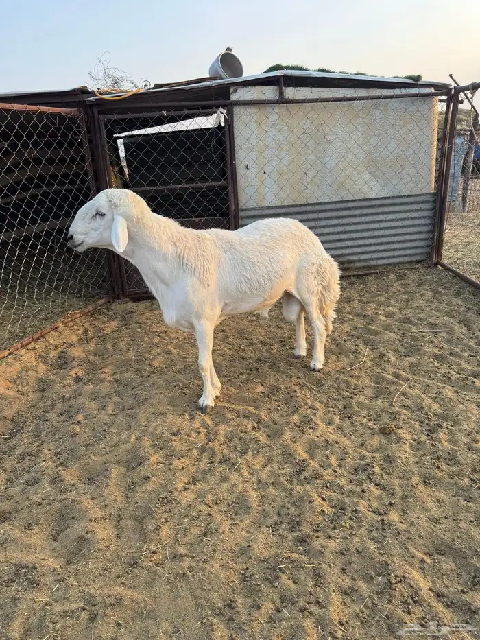 فحل رباع مشروط 2