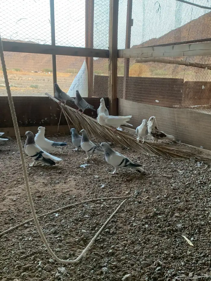 حمام تركي وبلجيكي وصنعاني 3