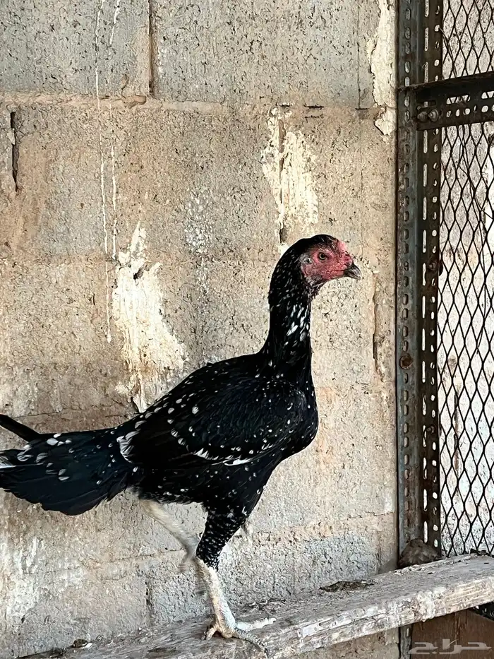دجاج باكستاني 3