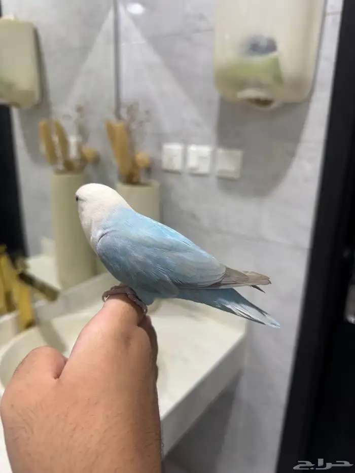 روز اليف حمامه للبيع 2