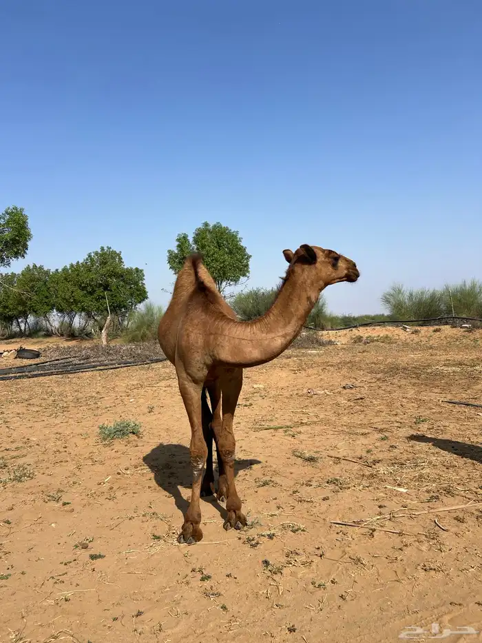 قعود ساحلي 3