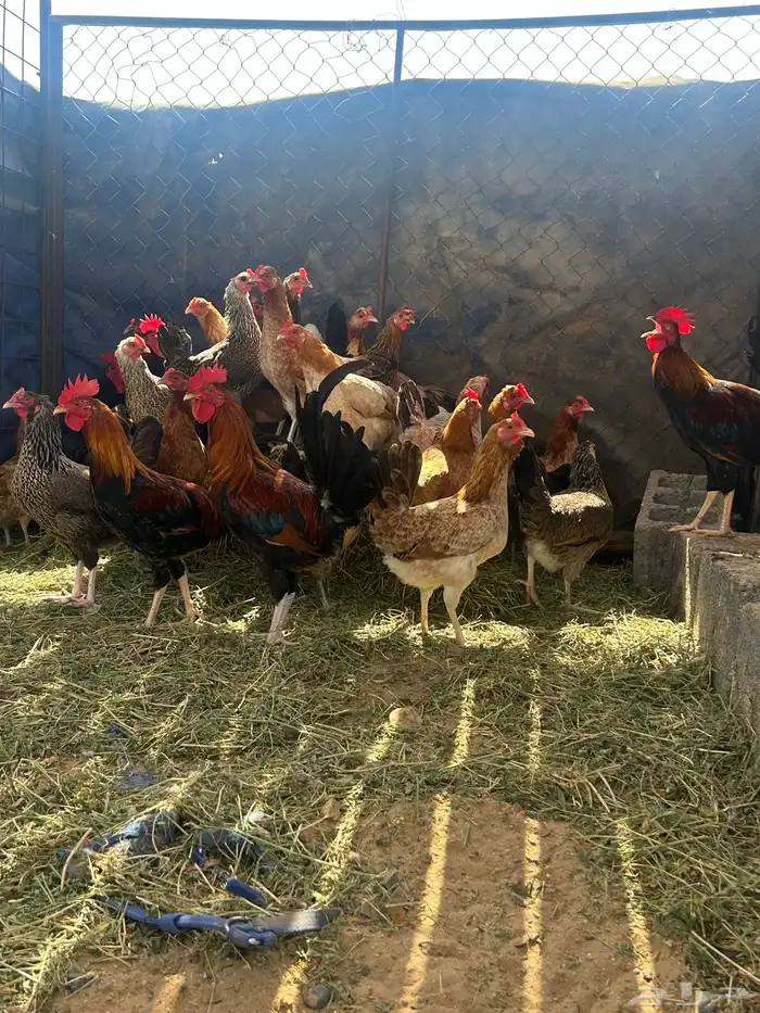 دجاج بلدي العدد حول 30 7