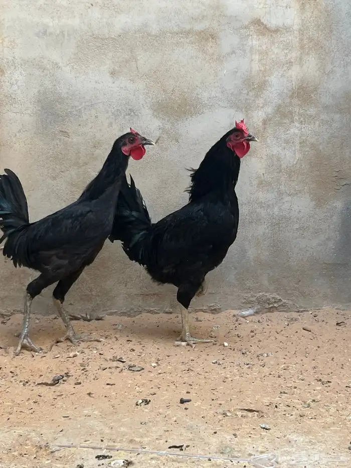 ديكه عربيه 5
