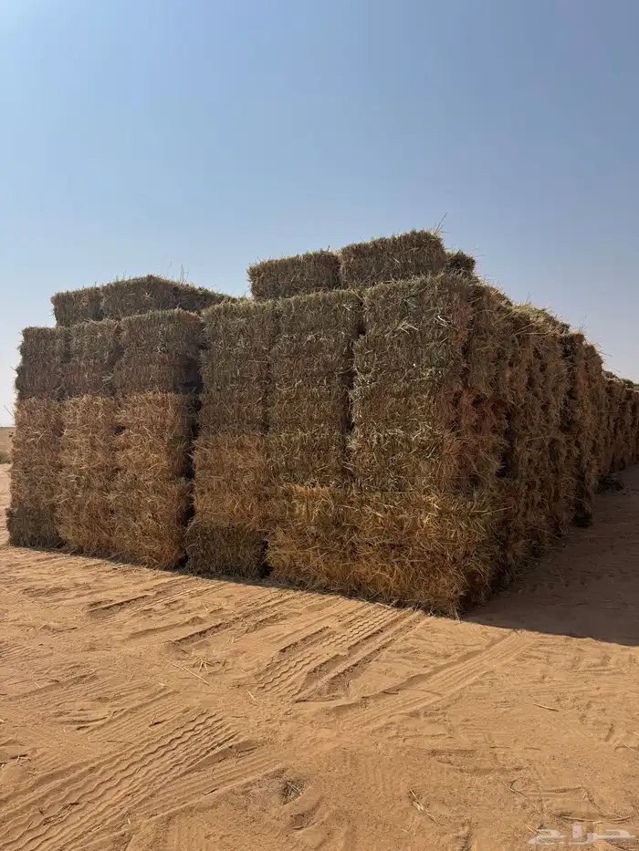 للبيع ذرة جيزانيه حمراء 3