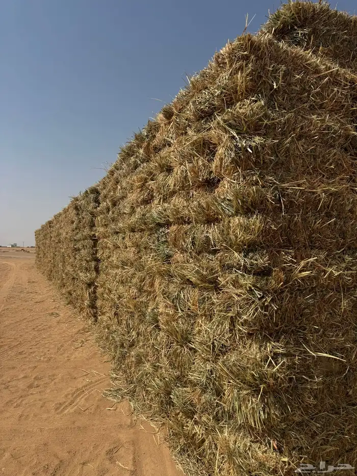 للبيع ذرة جيزانيه حمراء 1