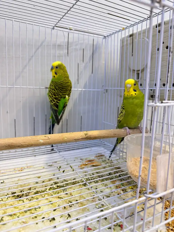 جوز بادجي أخضر 2