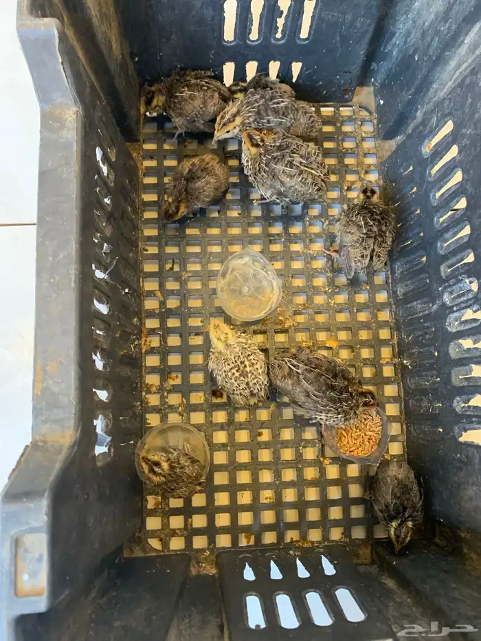 سمان فري البيع 1