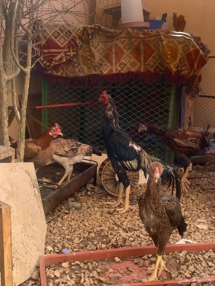 الرياض السلي 0
