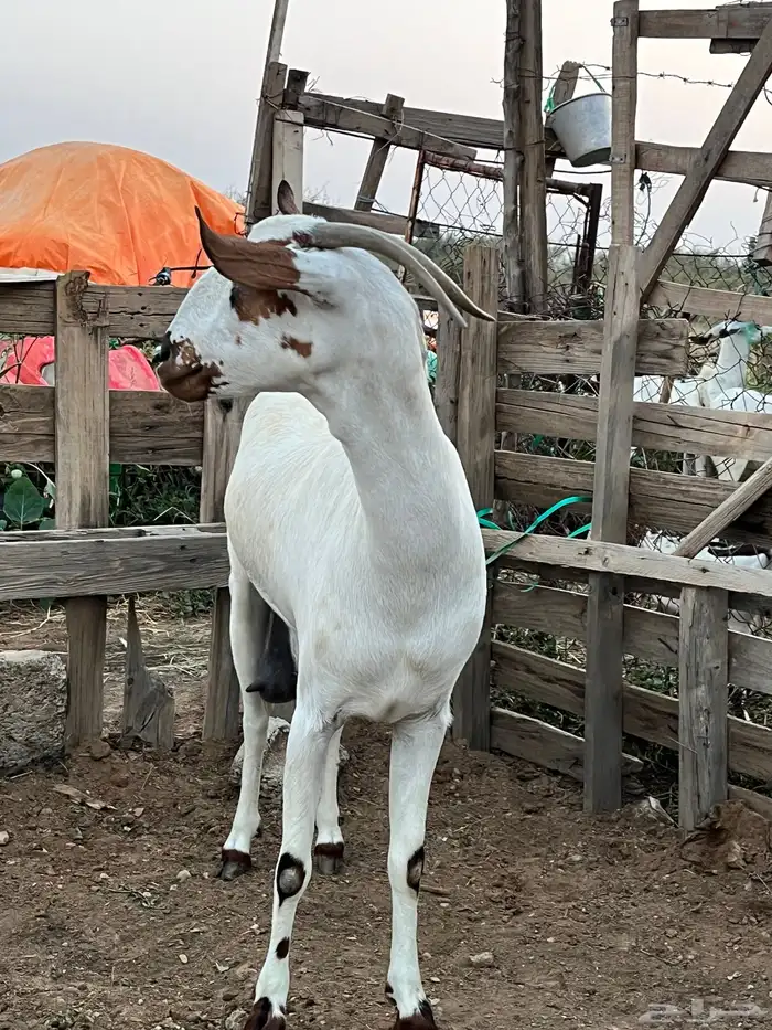 عرض عنز فاخره 7