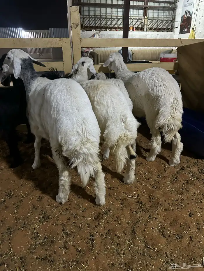 رخال وطليان وتويس وجفار ذبايح للثلاجه صلخ وتوصيل 1350 1250 2