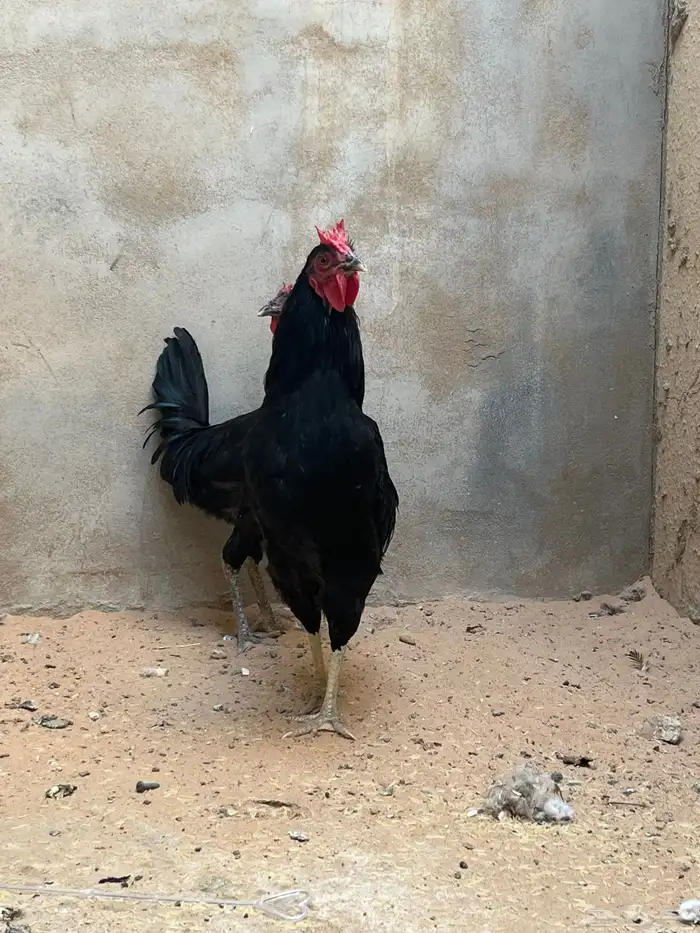 ديكه عربيه 1