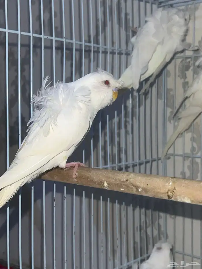 بادجي هوقو 7