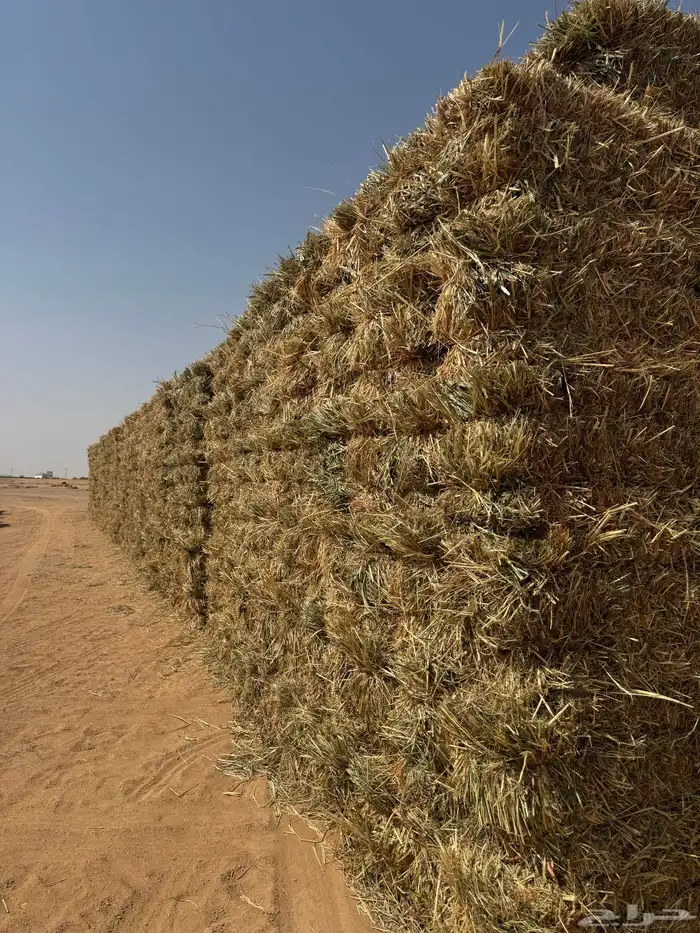 للبيع ذرة جيزانيه حمراء 2