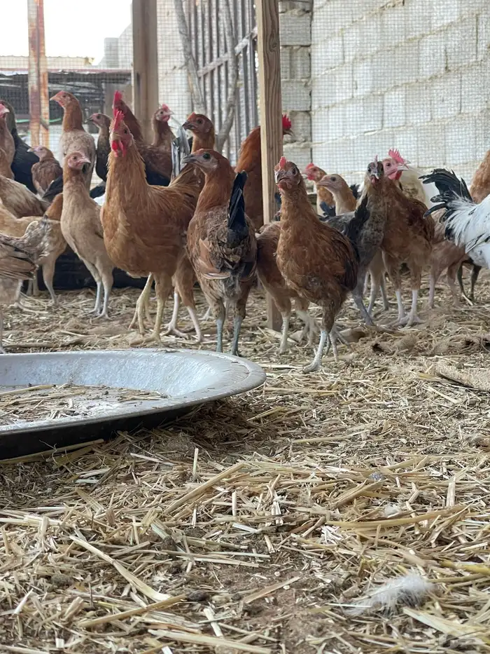 دجاج بلدي بياض وبشاير 14