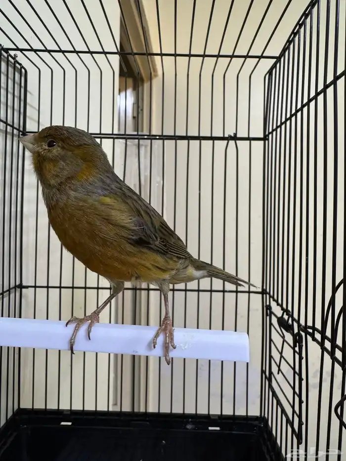 كناري مشمشي ذكر تغريد وجاهز 1