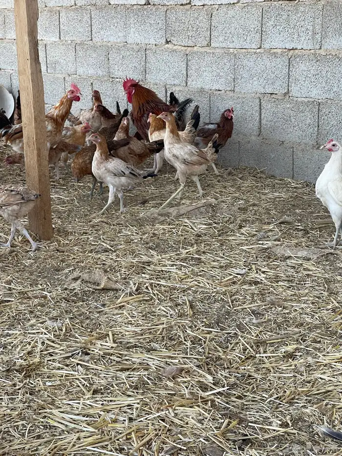 دجاج بلدي بياض وبشاير 3