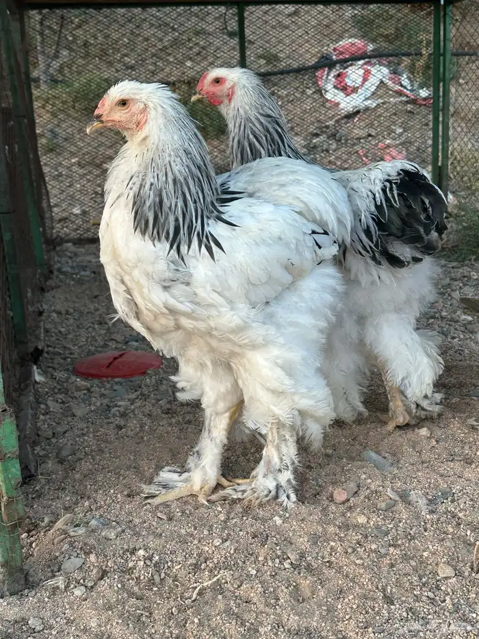 دجاج براهما كولمبي 7