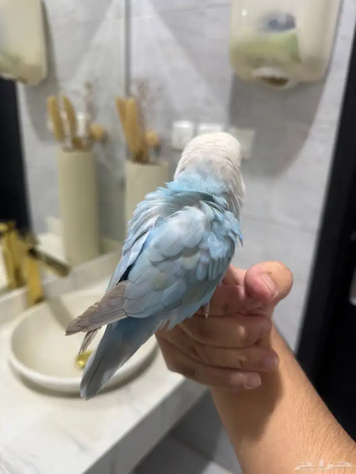 روز اليف حمامه للبيع 3