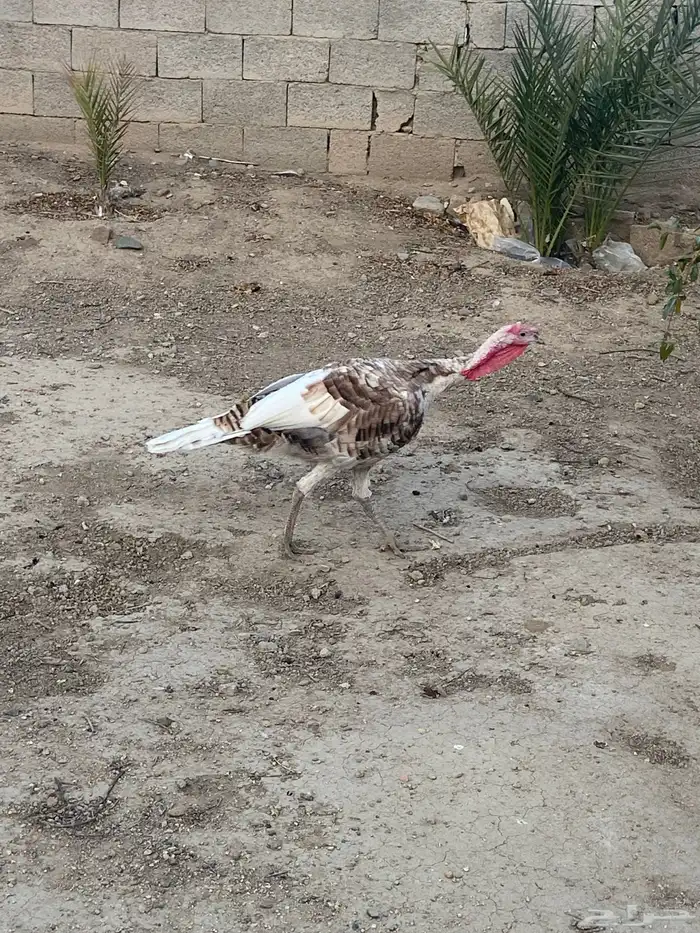دجاج رومي   طقم كريمي 1