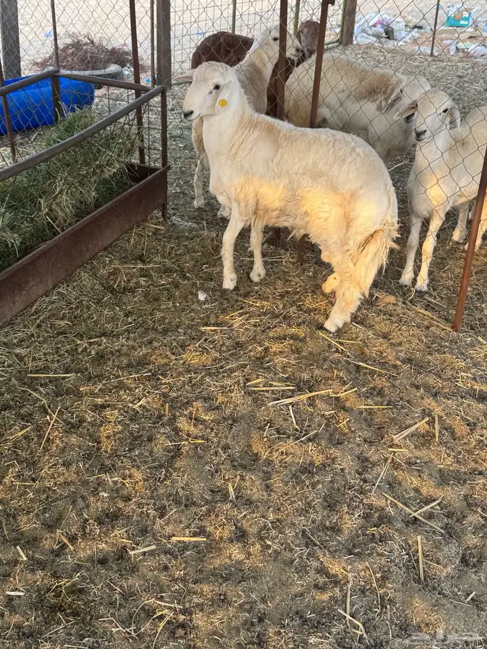 طلي حري تم البيع 1