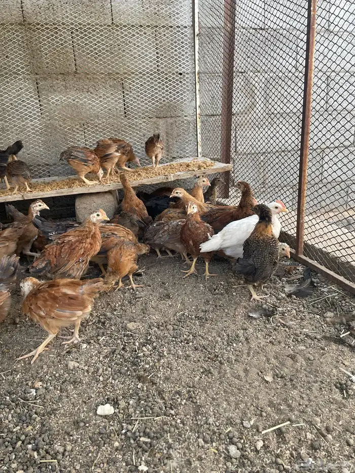 فروج دجاج 1