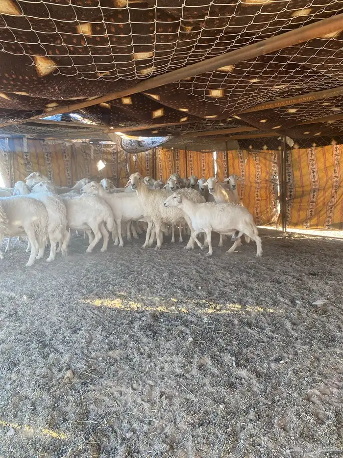 حريات طيبه وكفو 1